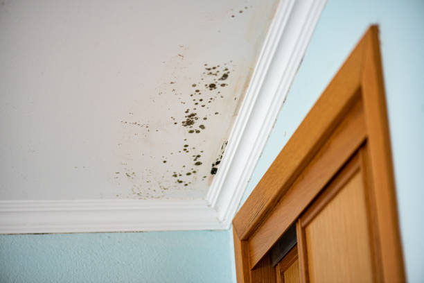 Best Crawl Space Mold Removal  in One Loudoun, VA