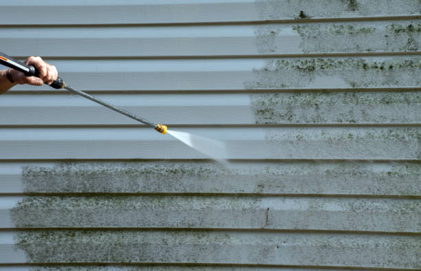 Best Black Mold Removal  in One Loudoun, VA