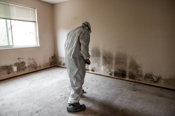 Attic Mold Removal in One Loudoun, VA